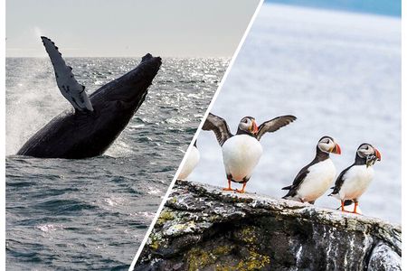 Wildlife Whale Watching and Puffin Tour in Reykjavik
