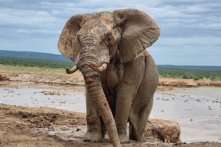 Addo National park and Kragga Kamma Pvt Game reserve