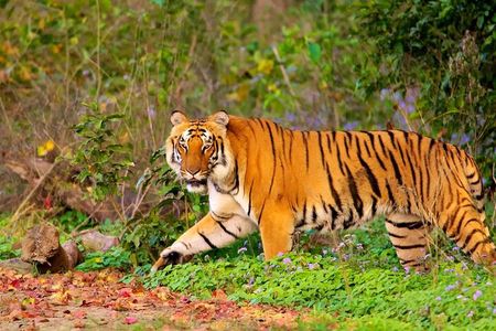 7-Days Private Luxury Golden Triangle Tour With Ranthambore