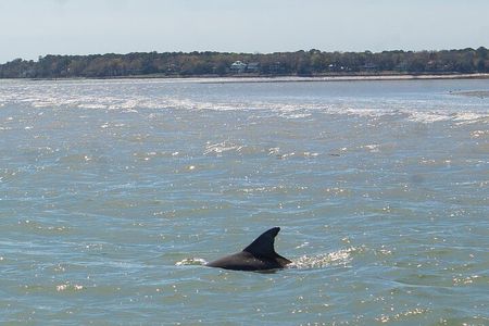90 Minute Hilton Head Dolphin Tour