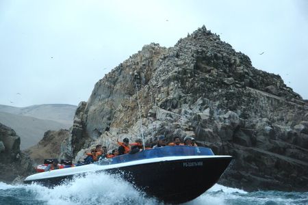 Palomino Islands Sea Lion Swimming Tour