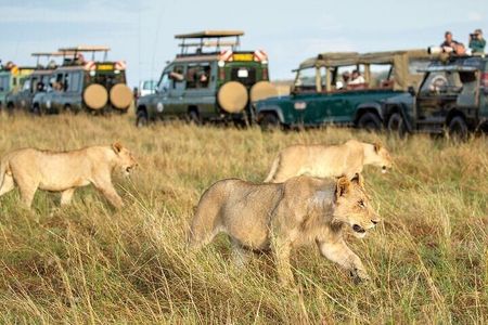 Half Day Guided Tour in Nairobi National Park