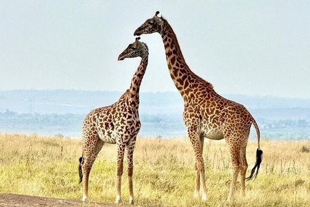 Nairobi Tour: Giraffe Center, Kobe Beads & Karen Blixen Museum