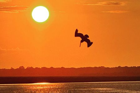 Sunset Dolphin Cruise (options for public of private)