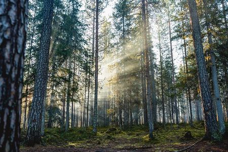 Explore the Wilderness (Summer & Autumn)