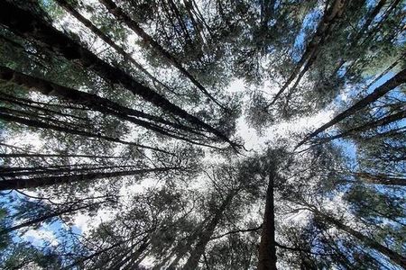 Private Pykara Lake Tour in Ooty with Car