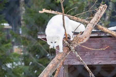 Ranua Wildlife Park Guided tour with Pro Photos