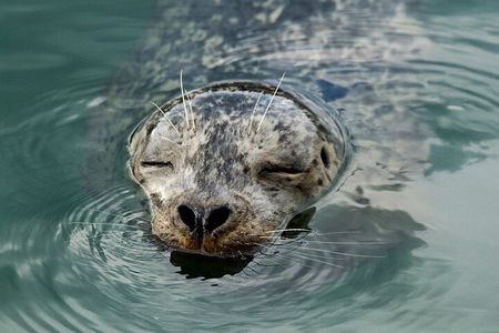 Vancouver Waterfront Sightseeing Zodiac Tour - City and Nature 