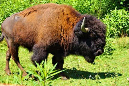 Buffalo Creek Ranch Tour Experience