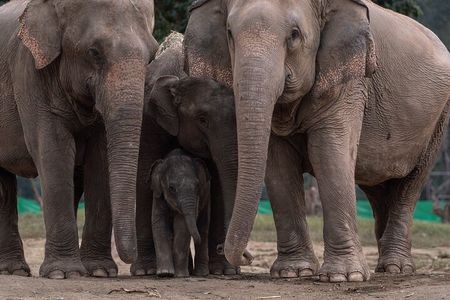 Chiang Mai Elephant Sanctuary, Bamboo Rafting and Waterfall Tour