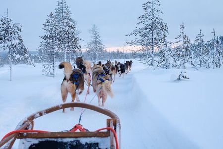 Rovaniemi Lapland Husky Experience 5km
