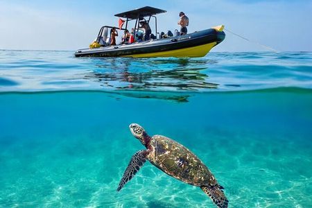 Private Turtle Canyon Snorkel Tour - Up to 6 Passengers