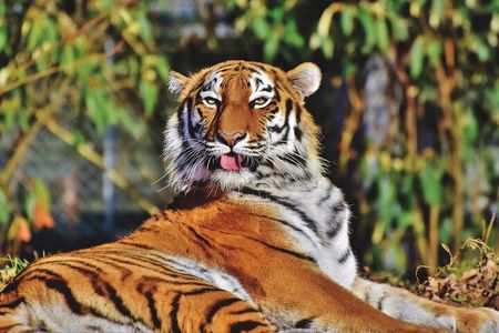 India's Golden Triangle Tour With Tigers 9 Days - ALL INCLUSIVE