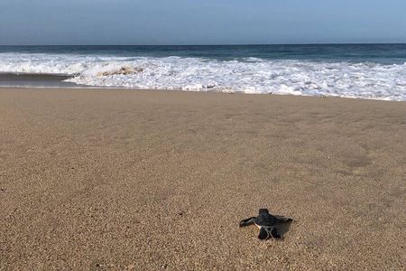 Turtle Tales of Pulau Banyak 