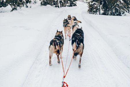 Lapland Wilderness Husky Safari 7,5 km