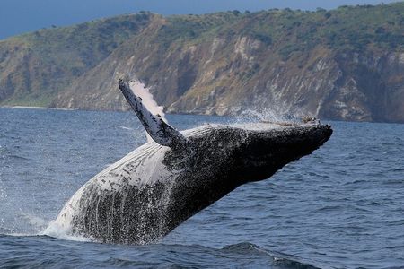 Whales Sea Lions and Snorkeling Experience from Puerto López