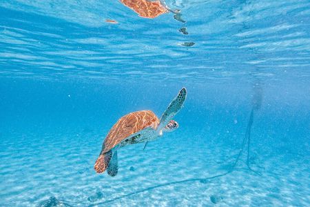 Half Day All West Beach Hopping 