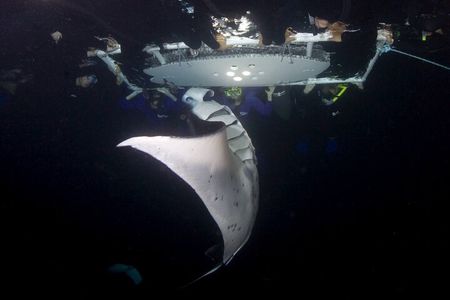 Sunset Manta Ray Tour in Kailua-Kona