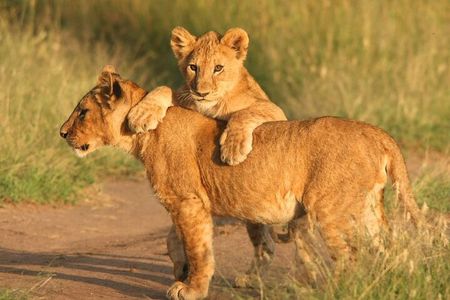 Big Five Full Day Safari at Aquila Game Reserve Cape Town