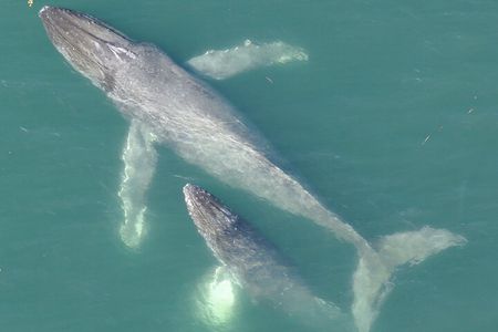 Alaska Whale Watching with bonus Drone viewing of Whales