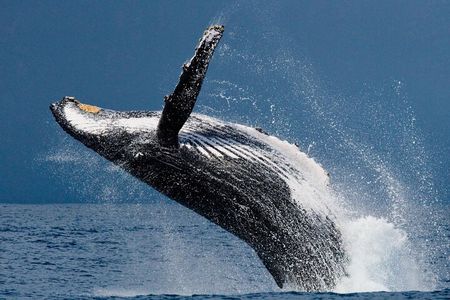 Ketchikan Ultimate Whale Watching, Wildlife, & Wilderness Dining