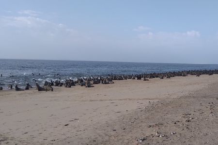 Pelican Point Peninsula Drive 4x4 Offshore Activity