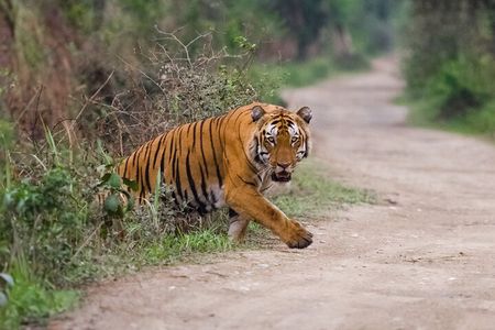 Golden Triangle Tour With Ranthambore Tiger Safari