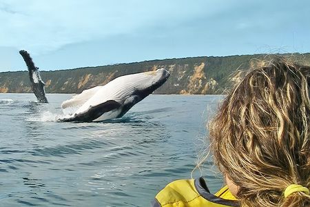 Whale Watching Ocean Kayak Tour 