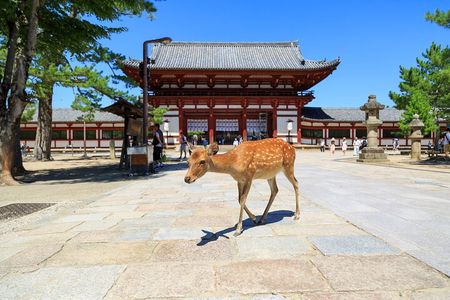 Nara: Enjoy Highlight Of Nara in 3 hours
