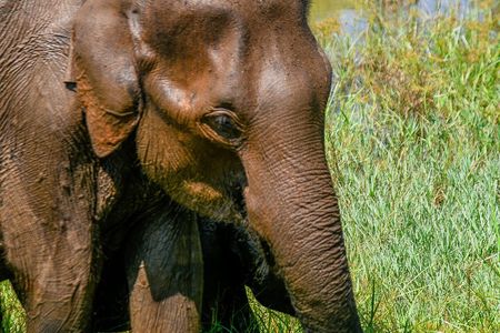 Udawalawe National Park Wildlife Safari Tours