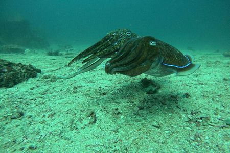 Phuket: PADI Discover Scuba Diving 1 beach dive