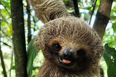 2 days Animal Lovers Combo : Palo Verde & Sloth Discovery Tour