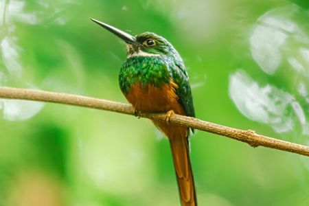 La Fortuna Arenal Fields Private Bird Watching Tour