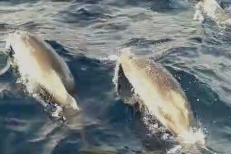 Excursions by boat: Gardens Naxos-Taormina-Isola Bella-DELFINI