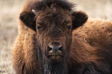 Full Day Guided Wildlife Photography Tour in Yellowstone