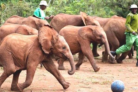 Joining Tour Nairobi National, Elephant Orphanage &Giraffe Centre