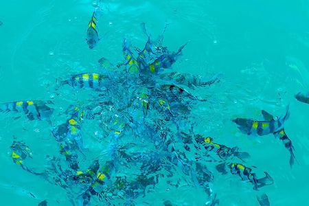1 Hour Ocean Safari Wildlife Exploration in Waikiki