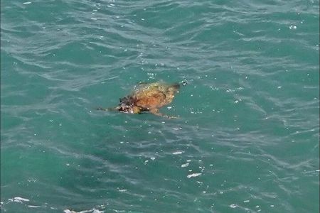 Boa Vista 4x4: Sharks, Turtles, Caves, Sandboard & Tasting tour