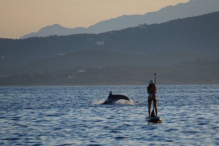 Stand Up Paddle With Dolphins, aperitif and pictures