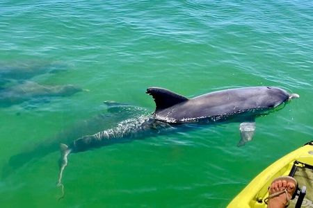 Deluxe Pedal Kayak Tour Marco Island and Naples, Florida