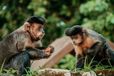 Tijuca Forest: Tour with Waterfalls and Caves