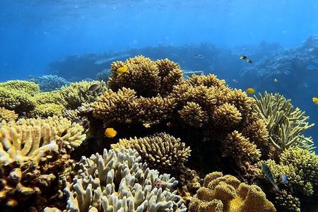 Half Day Outer Reef Snorkelling Tour from Port Douglas