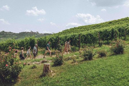 Organic Wine Tasting in the Langhe Hills – Vineyard & Cellar Tour