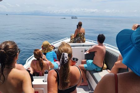 Private Whale Watching Tour - 38ft Speedboat | Pearl Islands