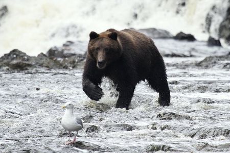 Private Bear Viewing at Waterfall Creek