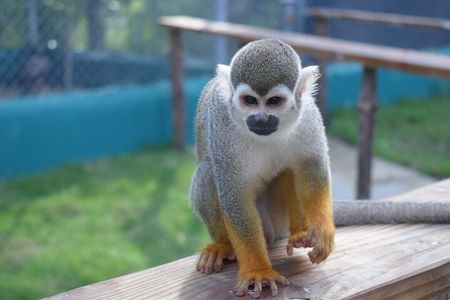 Monkey Tour and Historic Center (Puerto Plata)