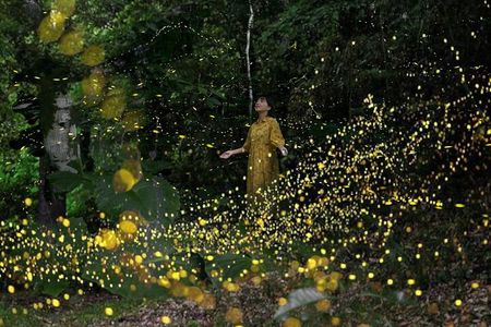Ishigaki Sunset Limited Time Yaeyama Firefly Viewing Tour