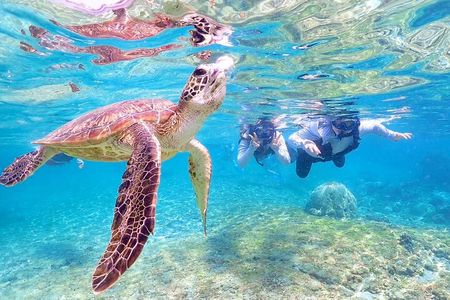 [Miyako Island / Half Day] Sea Turtle Snorkeling