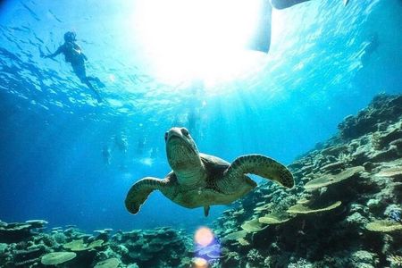 Okinawa Iriomote Snorkeling Tour at Coral Island 