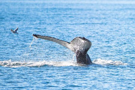 Whale Watching from Akureyri Port